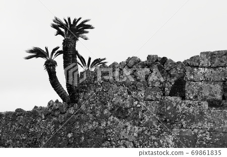 沖繩城堡廢墟的蘇鐵單色 69861835