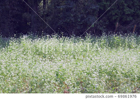 Buckwheat flower field 69861976