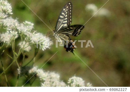 Bulbul: Butterfly: Swallowtail: Papilio machaon: Osaka Prefectural Forest 69862227