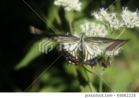 Bulbul: Butterfly: Swallowtail: Papilio machaon: Osaka Prefectural Forest 69862228