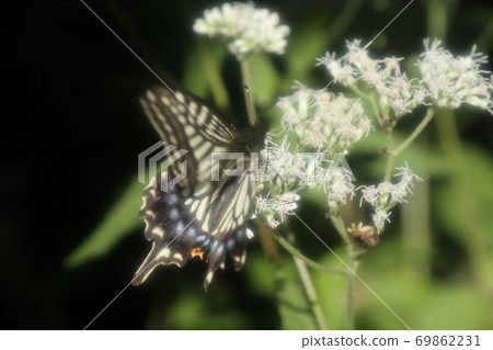 Bulbul: Butterfly: Swallowtail: Papilio machaon: Osaka Prefectural Forest 69862231