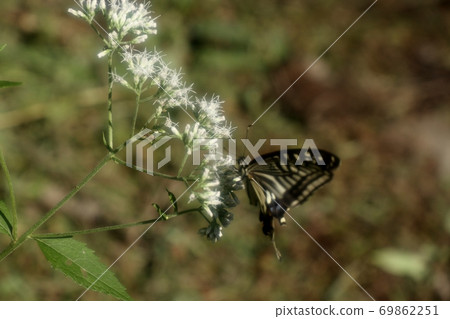 Bulbul: Butterfly: Swallowtail: Papilio machaon: Osaka Prefectural Forest Bulbul: Butterfly: Swallowtail: Papilio machaon: Osaka Prefectural Forest 69862251