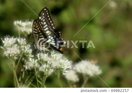 Bulbul: Butterfly: Swallowtail: Papilio machaon: Osaka Prefectural Forest 69862257