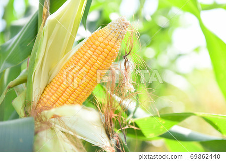 Ripe corn cob on tree wait for harvest in corn field agriculture - Fresh corn on the cob stalk in field 69862440