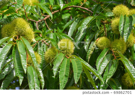 Chestnut Chestnut 69862701