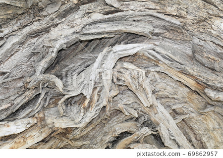 Old tree bark 69862957