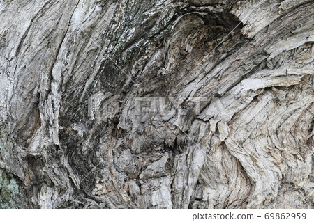 Old tree bark Old tree bark 69862959