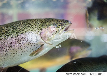 Steelhead trout or Rainbow trout close-up floating under water background Steelhead trout or Rainbow trout close-up floating under water background 69863049