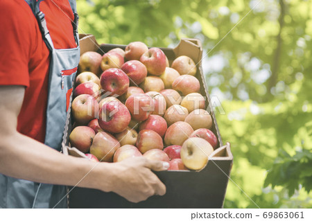 Farmer with freshly harvested apples in cardboard box. Agriculture and gardening concept Farmer with freshly harvested apples in cardboard box. Agriculture and gardening concept 69863061