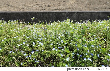 藍花 藍花 69863094