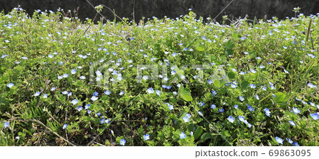 Blue flower Blue flower 69863095