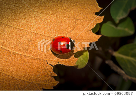 Ladybug on yellow dry autumn leaf. Autumn concept photo. Closeup. Ladybug on yellow dry autumn leaf. Autumn concept photo. Closeup. 69863097