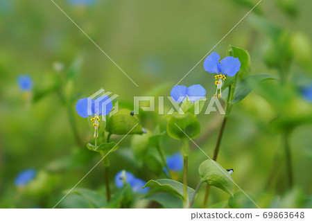 Axilla Axilla 69863648