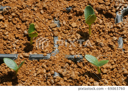 Germination of edamame 69863760