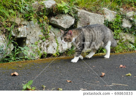 A female stray cat with beautiful curly hair on her belly that doesn't come close to me after a long absence 69863833
