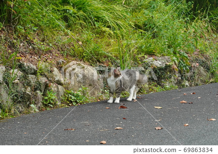 A female stray cat with beautiful curly hair on her belly that doesn't come close to me after a long absence A female stray cat with beautiful curly hair on her belly that doesn't come close to me after a long absence 69863834
