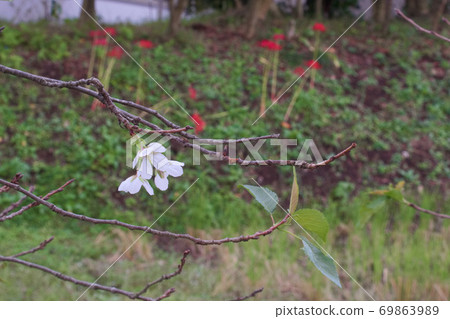 Utsunomiya City: Yoshino cherry tree blooming in autumn and cluster amaryllis background (untimely phenomenon) 69863989