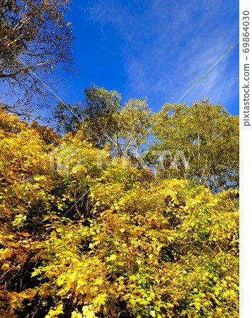 Yellow leaves Fukenoyu hot spring Yellow leaves Fukenoyu hot spring 69864030
