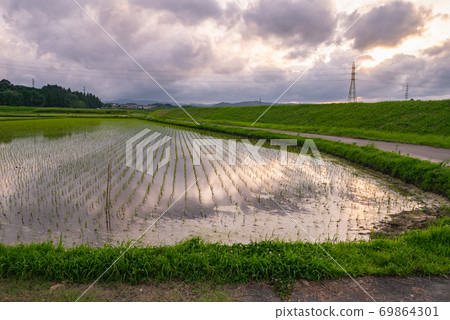 Miyakonojo City, Miyazaki Prefecture The sunset sky reflected in the rice fields 69864301