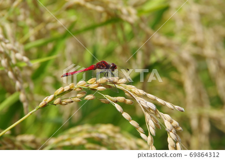 紅蜻蜓棲息在稻穗上(山梨縣北森市白書町) 紅蜻蜓棲息在稻穗上(山梨縣北森市白書町) 69864312