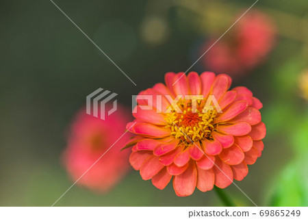 竹草 竹草 69865249