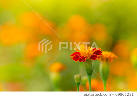 Marigold flower Marigold flower 69865251