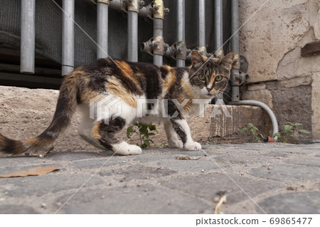 Rome, Italy - June 27, 2010 69865477