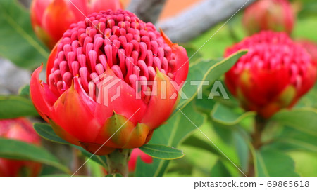 澳大利亞紅花 69865618