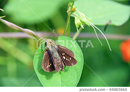 Ichimon dieselis 69865668