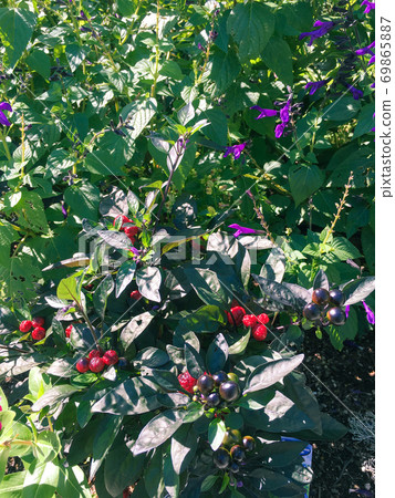 Red fruit 69865887