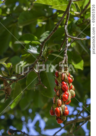 Red fruit of magnolia kobus Red fruit of magnolia kobus 69865916