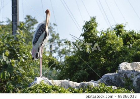 Painted stork bird 69866038