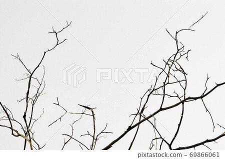 Dead tree branches 69866061