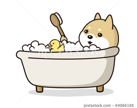 鴨玩具和小狗在泡泡浴柴犬中沐浴 69866188