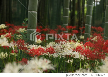 Cluster amaryllis Cluster amaryllis 69866324