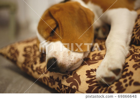 cute beagle puppy lies on the carpet in the room 69866648