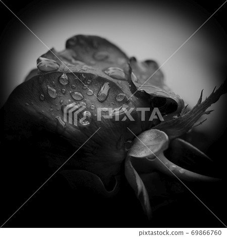 Sorrow. Close-up of a rose with water-drops, black and white image. Sorrow. Close-up of a rose with water-drops, black and white image. 69866760