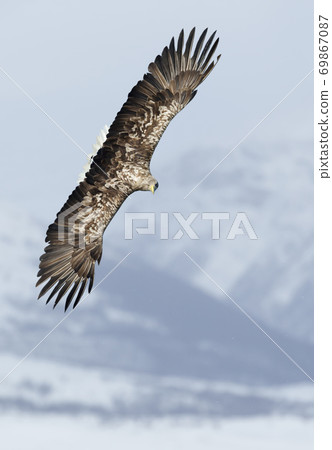 Close up of a White-tailed sea eagle in flight 69867087