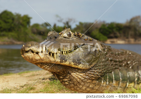 Close up of a Yacare caiman on a sandy river bank 69867098