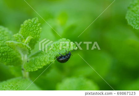 Hakkahamushi eating apple mint leaves Hakkahamushi eating apple mint leaves 69867123
