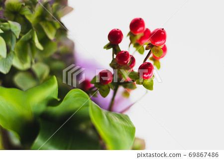 Rose fruit-9 69867486