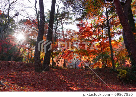 Kobe City: Autumn leaves in the park again Kobe City: Autumn leaves in the park again 69867850