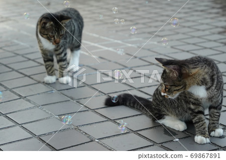 Kijitora kitten brothers of stray cats who flutter at the first soap bubbles 69867891