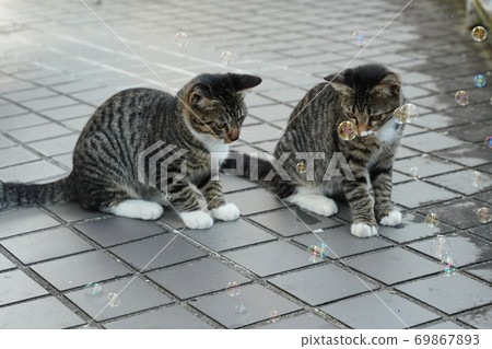 Kijitora kitten brothers of stray cats who flutter at the first soap bubbles 69867893