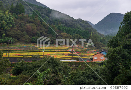 Cluster amaryllis blooming in the rice terraces of the autumn bansho in the rain 69867992