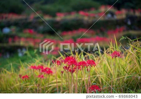 Cluster amaryllis blooming in the rice terraces of the autumn bansho in the rain 69868043