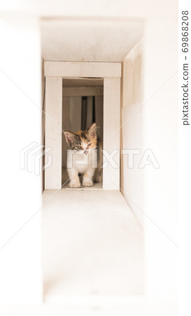 To木縣長賀郡益子本通的貓 69868208