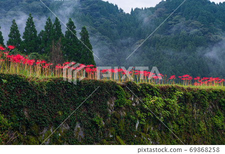 Higanbana在雨中盛開在秋天的萬壽水稻梯田 69868258