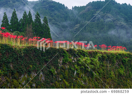 Higanbana在雨中盛開在秋天的萬壽水稻梯田 Higanbana在雨中盛開在秋天的萬壽水稻梯田 69868259