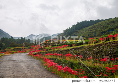 Cluster amaryllis blooming in the rice terraces of the autumn bansho in the rain Cluster amaryllis blooming in the rice terraces of the autumn bansho in the rain 69868271